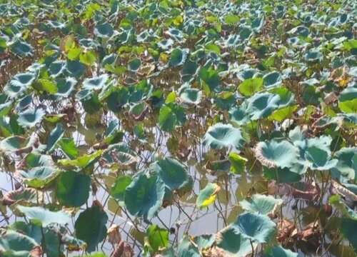 藕什么时候种植