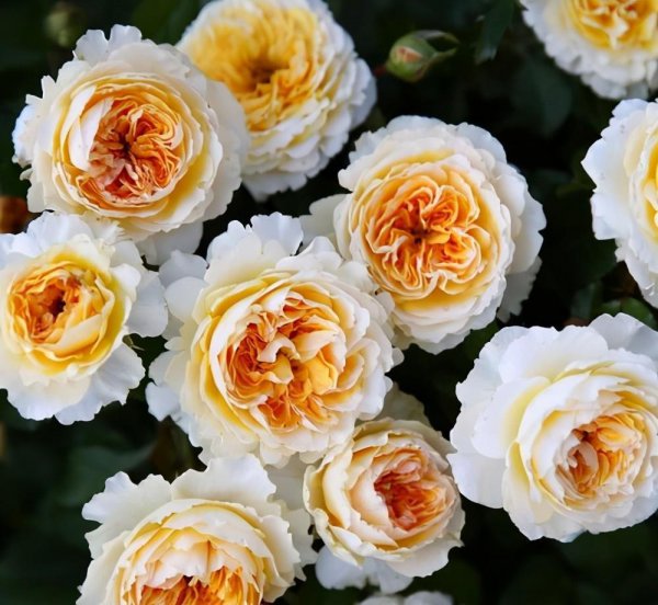 黄色月季花有哪些品种名称