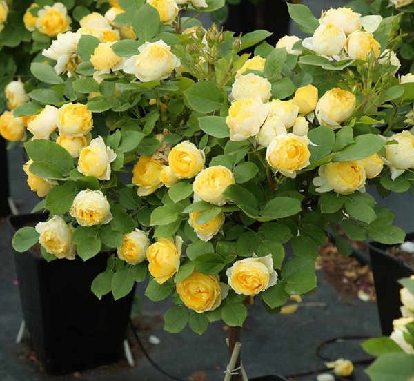 黄色月季花有哪些品种名称