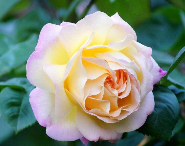 黄色月季花有哪些品种名称