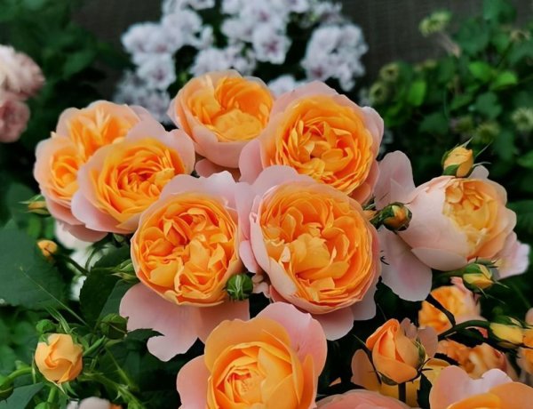 黄色月季花有哪些品种名称