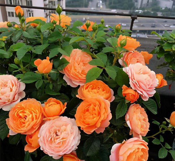 黄色月季花有哪些品种名称