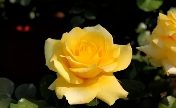 黄色月季花有哪些品种名称