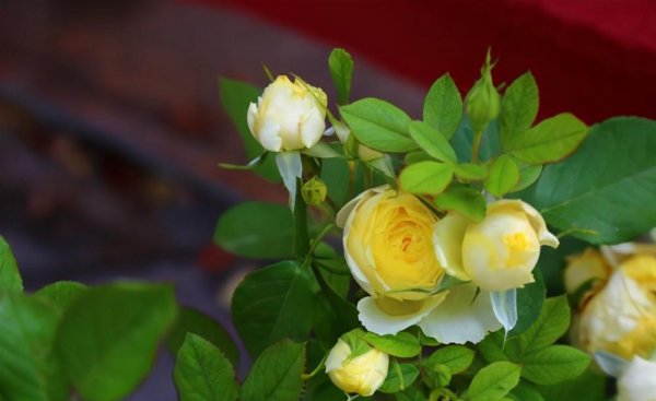 黄色月季花有哪些品种名称