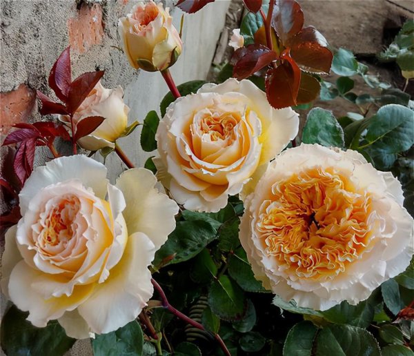 黄色月季花有哪些品种名称