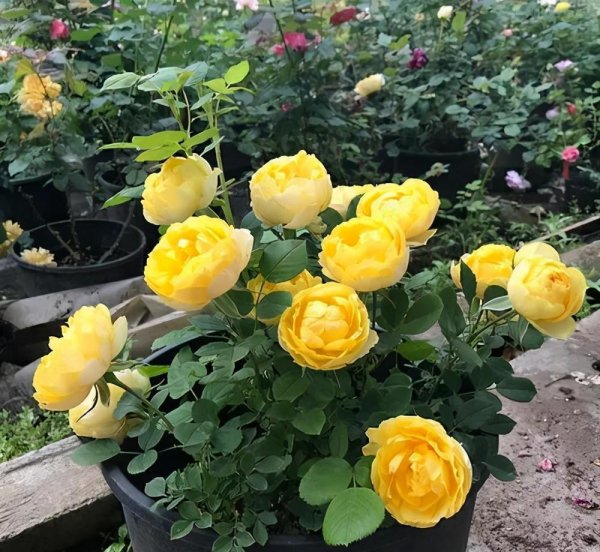 黄色月季花有哪些品种名称