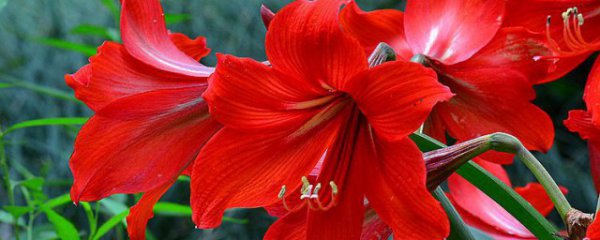 朱顶红几月份开花