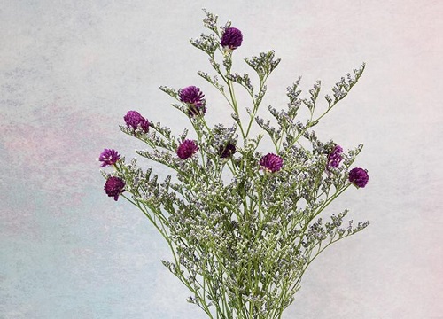 千日红的功效与作用