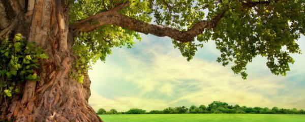 水位低的地方适合种植什么