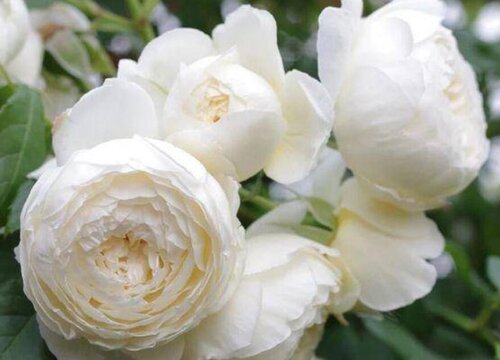 婚礼之路月季是藤本还是灌木