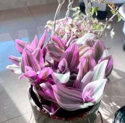 油画婚礼吊兰养殖方法和注意事项