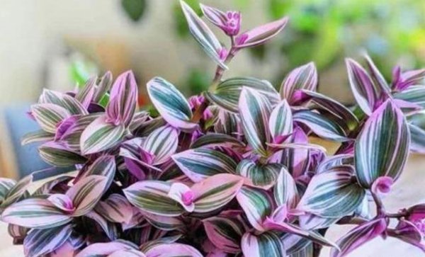 油画婚礼吊兰养殖方法和注意事项