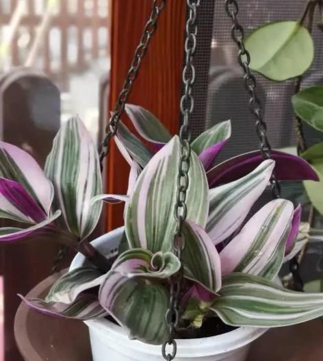 油画婚礼吊兰养殖方法和注意事项