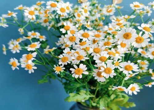 家里摆洋甘菊花吉利吗