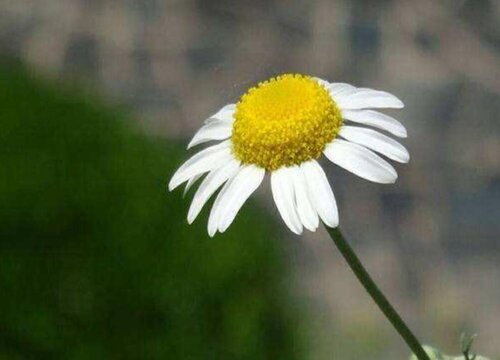 家里摆洋甘菊花吉利吗