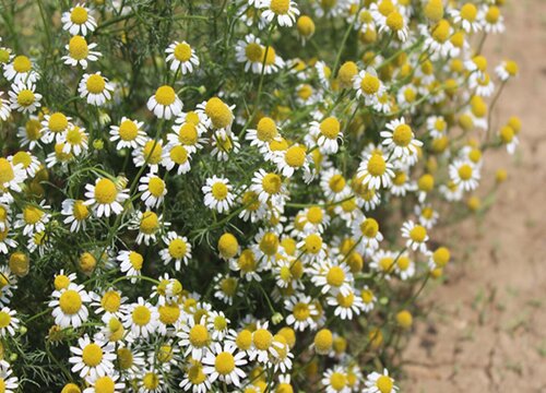 家里摆洋甘菊花吉利吗