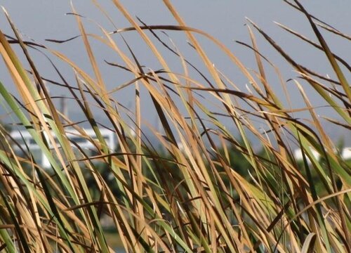 杂草可以做肥料吗