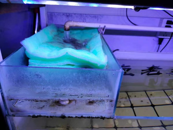 鱼缸过滤棉正确的放置方法