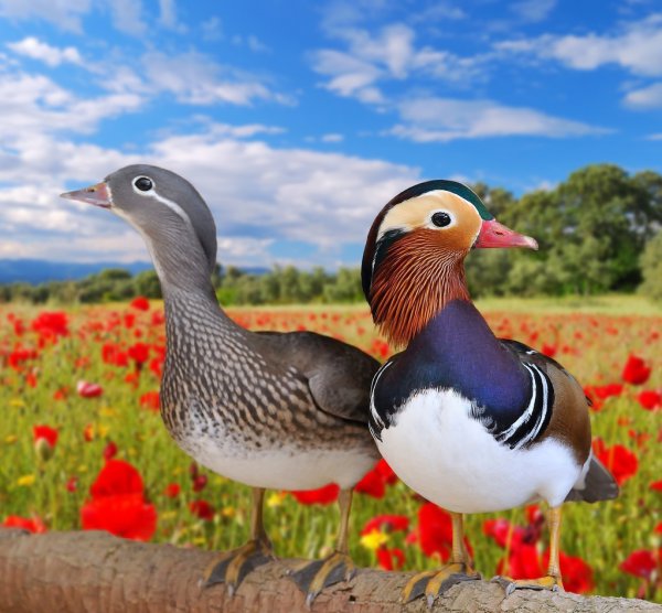 鸳鸯的含义寓意和象征意义