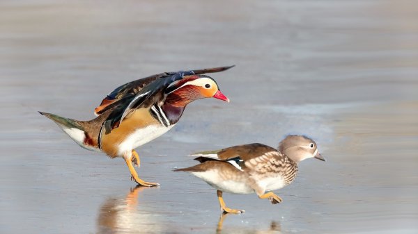 鸳鸯的含义寓意和象征意义