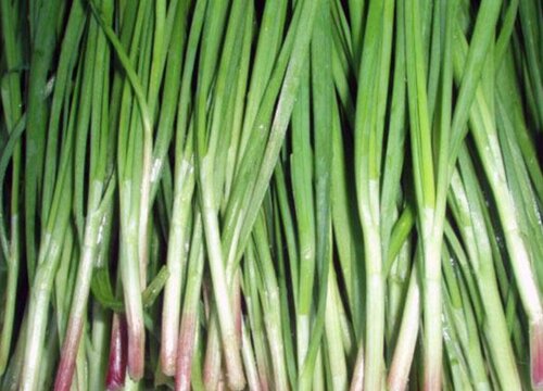 最粗的韭菜品种是哪个品种