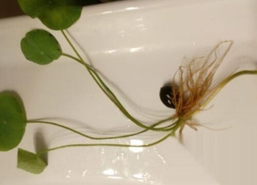 荷花种子怎么发芽