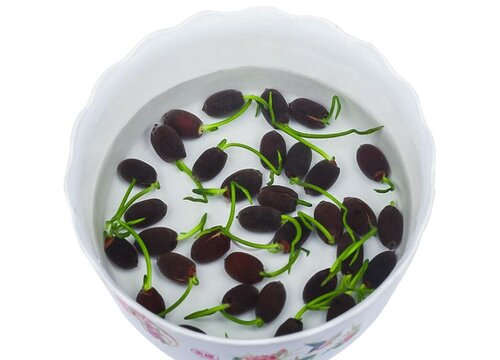 荷花种子怎么发芽