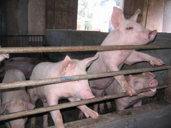 种菜用农家肥好还是化肥好