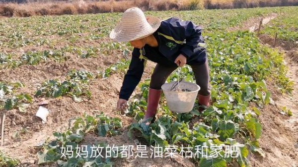 种菜用农家肥好还是化肥好