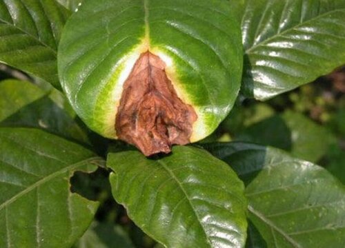 栀子花的病虫害防治技术与方法