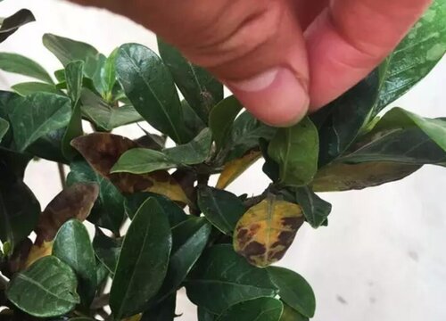 栀子花的病虫害防治技术与方法