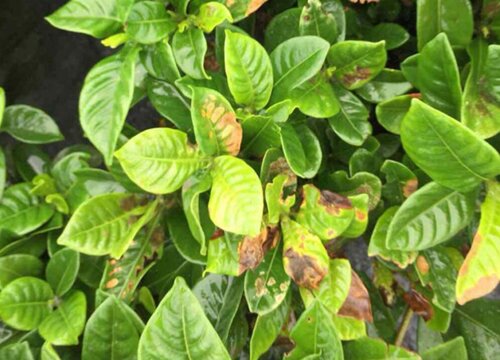 栀子花的病虫害防治技术与方法