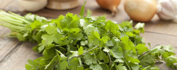 香菜冬天室外种植可以吗