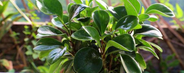 电脑宝贝怎么养才能更旺盛