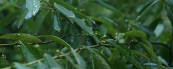 山苍子适合什么季节播种