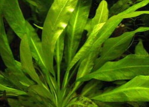 如何让水草快速生根