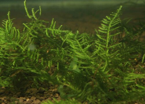 如何让水草快速生根