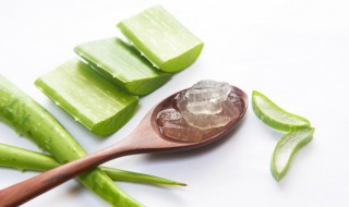 常见的带刺植物 常见带刺植物有哪些