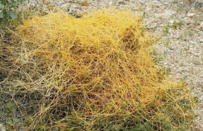 大豆田里的菟丝子怎么去除 黄豆地里菟丝子清除掉方法