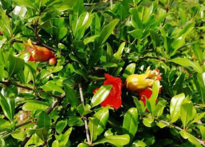 石榴一年开花次数 石榴一年开几次花