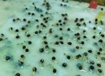 铜钱草发芽环境 铜钱草怎么发芽快