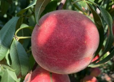 中国糖度最高的桃子 国内甜度最大桃子品种叫什么名