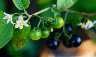 龙葵的作用 龙葵有什么作用