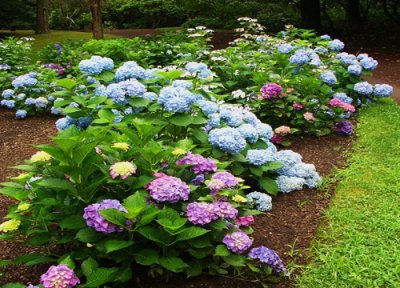 北方绣球是否怕冻 北方绣球花冬天怎么养护