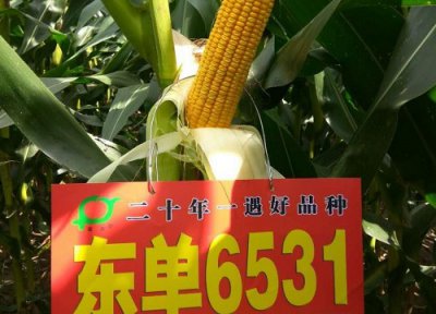 东单6531玉米详细介绍 种子审定公告 亩产量特性