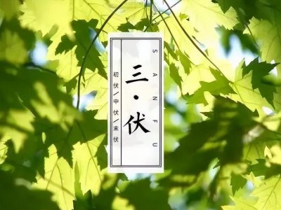 入伏喝什么茶最好祛湿解暑 入伏饮4茶苦夏少烦恼