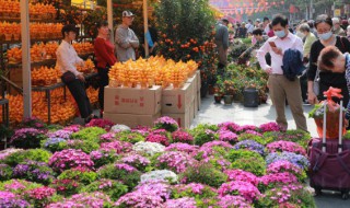 公园春节摆什么植物好 哪些植物适合春节期间摆放