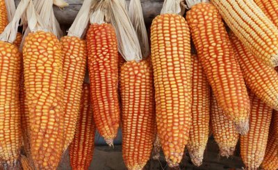 玉米播种深度多少合适 种植玉米的深度一般以多少厘米为适宜