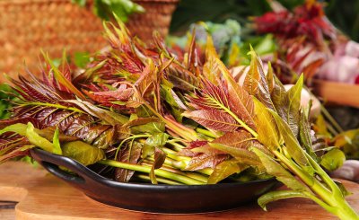 香椿什么时候发芽采摘 香椿芽一般十至十五天便可采收