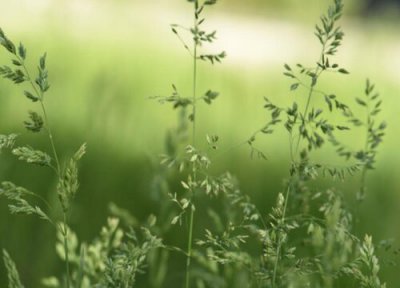 香草种植时间 香草种植时间和方法